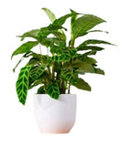 Calathea Zebrina in Pot - Flowers Box London