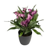 Calla Lily Ceramic Pot - Flowers Box London