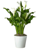 Calla Lily Ceramic Pot - Flowers Box London