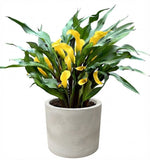 Calla Lily Stone Pot - Flowers Box London