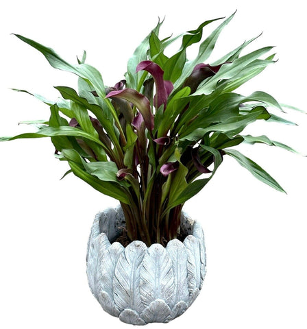 Calla Lily Stone Pot - Flowers Box London