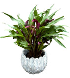 Calla Lily Stone Pot - Flowers Box London