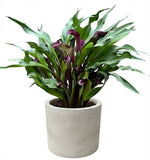 Calla Lily Stone Pot - Flowers Box London