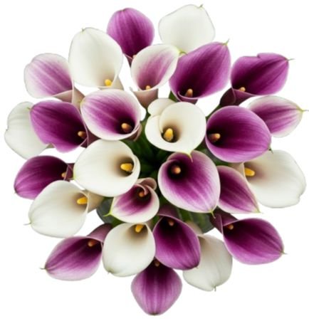 Calla Lily Trio Colour Bouquet - Flowers Box London