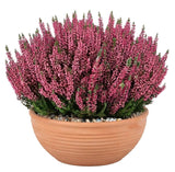 Calluna Vulgaris in Ceramic Bowl - Flowers Box London