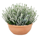 Calluna Vulgaris in Ceramic Bowl - Flowers Box London