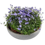 Campanula in Ceramic Pot - Flowers Box London