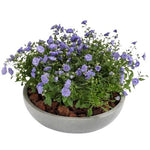 Campanula in Ceramic Pot - Flowers Box London