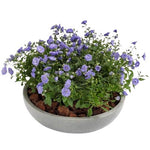 Campanula in Ceramic Pot