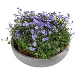 Campanula in Ceramic Pot