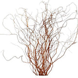 Carly Willow - Salix Golden Curls: A Stunning Garden Accent - Flowers Box London