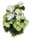 Ceramic Bowl Pot of Hydrangea and Assorted Plants - Flowers Box London