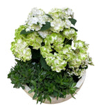 Ceramic Bowl Pot of Hydrangea and Assorted Plants - Flowers Box London