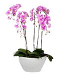Ceramic Bowl Pot of Luxury Phalenopsis Orchids