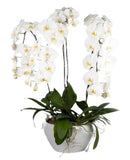 Ceramic Bowl Pot of Luxury Phalenopsis Orchids