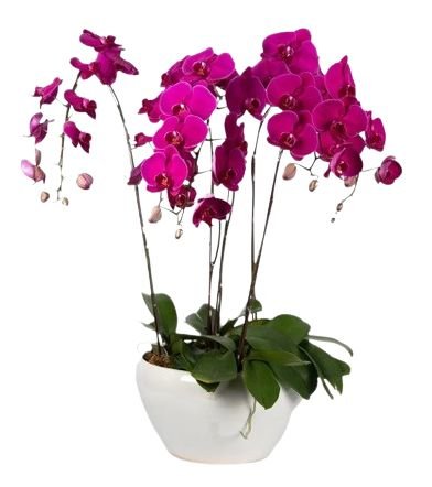 Ceramic Bowl Pot of Luxury Phalenopsis Orchids - Flowers Box London