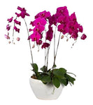 Ceramic Bowl Pot of Luxury Phalenopsis Orchids