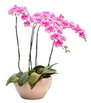 Ceramic Bowl Pot of Luxury Phalenopsis Orchids - Flowers Box London