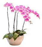 Ceramic Bowl Pot of Luxury Phalenopsis Orchids - Flowers Box London