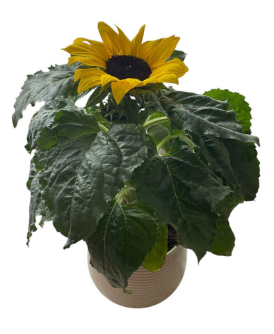 Ceramic Pot of Beautiful Sunflowers - Flowers Box London