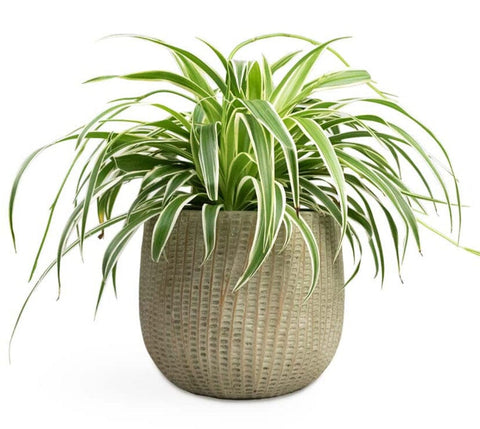 Ceramic Pot of Vibrant Spider Plant - Flowers Box London