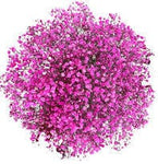 Cerise Gypsophila Bouquet