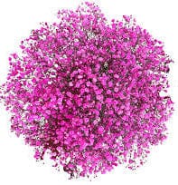 Cerise Gypsophila Bouquet