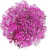 Cerise Gypsophila Bouquet - Flowers Box London