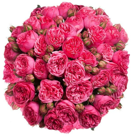 Cerise Piano Peony Spray Rose Bouquet - Flowers Box London