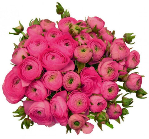 Cerise Ranunculus Bouquet - Flowers Box London