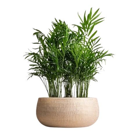 Chamaedorea Elegans in Ceramic Bowl - Flowers Box London