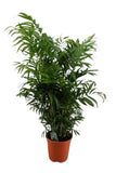 Chamaedorea Elegans in Pot - Flowers Box London