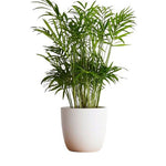 Chamaedorea Elegans in Pot