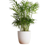 Chamaedorea Elegans in Pot