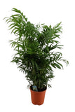 Chamaedorea Elegans in Pot