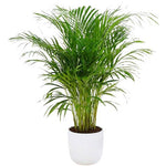 Chamaedorea Elegans in Pot