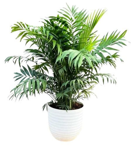 Chamaedorea Elegans in Pot - Flowers Box London