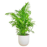 Chamaedorea Elegans in Pot - Flowers Box London