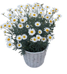 Charming Argyrathemum (Marguerite Daisy) in Basket