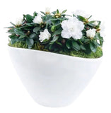 Charming Azalea Plant in Elliptic Pot - Flowers Box London