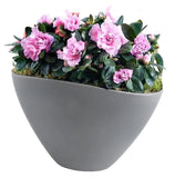 Charming Azalea Plant in Elliptic Pot - Flowers Box London