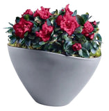 Charming Azalea Plant in Elliptic Pot - Flowers Box London
