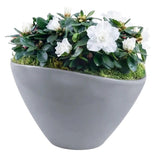 Charming Azalea Plant in Elliptic Pot - Flowers Box London