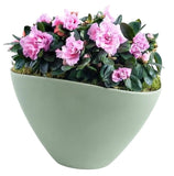 Charming Azalea Plant in Elliptic Pot - Flowers Box London