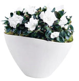 Charming Azalea Plant in Elliptic Pot - Flowers Box London