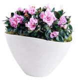 Charming Azalea Plant in Elliptic Pot - Flowers Box London
