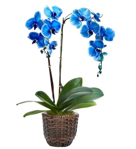 Charming Basket of Phalaenopsis Orchids - Flowers Box London