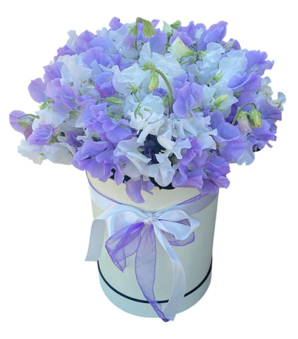 Charming Box of White and Lavender Sweet Pea
