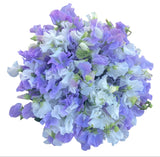 Charming Box of White and Lavender Sweet Pea - Flowers Box London