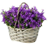 Charming Campanula Basket - Flowers Box London